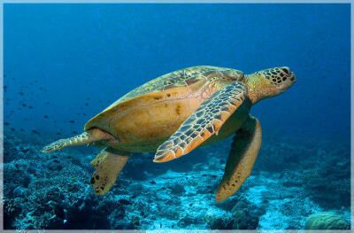 Malaysia Borneo, Sabah, Mataking Island 马来西亚婆罗洲 沙巴州属 马达京島