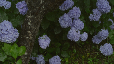 小森林夏秋篇