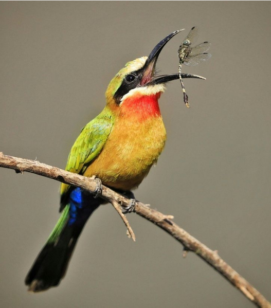 A white-fronted bee-eater tosses back a dragonfly to better position its prey for an easy swallow. South Luangwa National Park, Zambia, is bird watchers heaven. This one was photographed while sitting in front of the Chamilandu bushcamp along the Luangwa River.
Follow @BushcampCompany to see more g