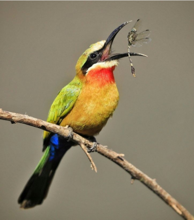 A white-fronted bee-eater tosses back a dragonfly to better position its prey for an easy swallow. South Luangwa National Park, Zambia, is bird watchers heaven. This one was photographed while sitting…