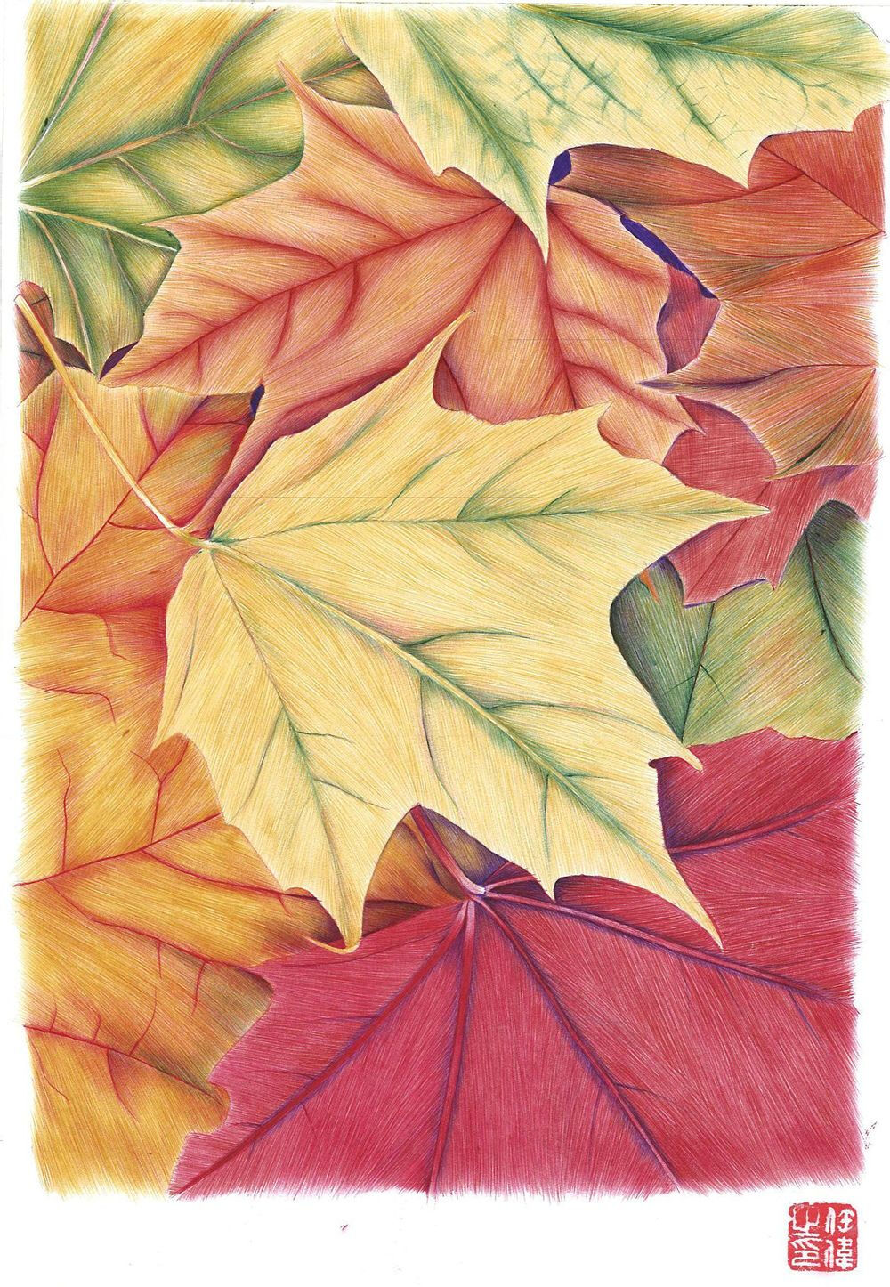 枫叶彩铅手绘插画