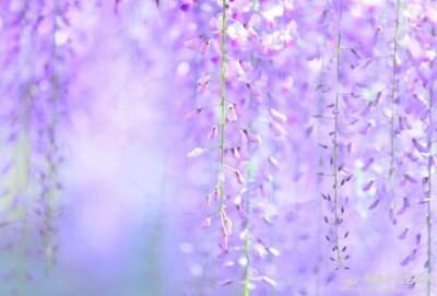 我最爱的紫藤花，代表我的心