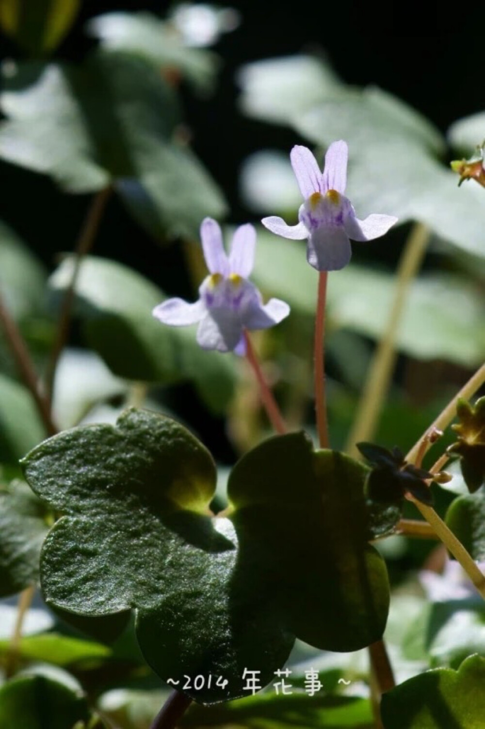 小兔子花❀