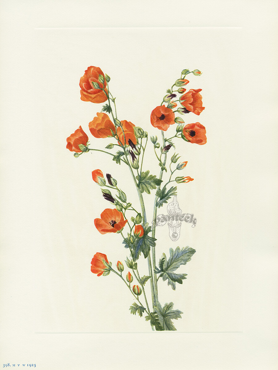 Scarlet Globe-mallow