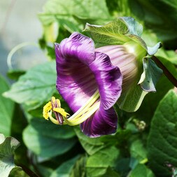 电灯花（Cobaea scandens Cav.）多年生缠绕草本，全株无毛。小叶3对，椭圆形或长圆形，长6-9厘米，宽3.5-4厘米，小叶柄长约1厘米，最下的1对紧靠茎，多少呈耳形或戟形，似托叶状，卷须分枝；花萼裂片宽，近圆形，具…