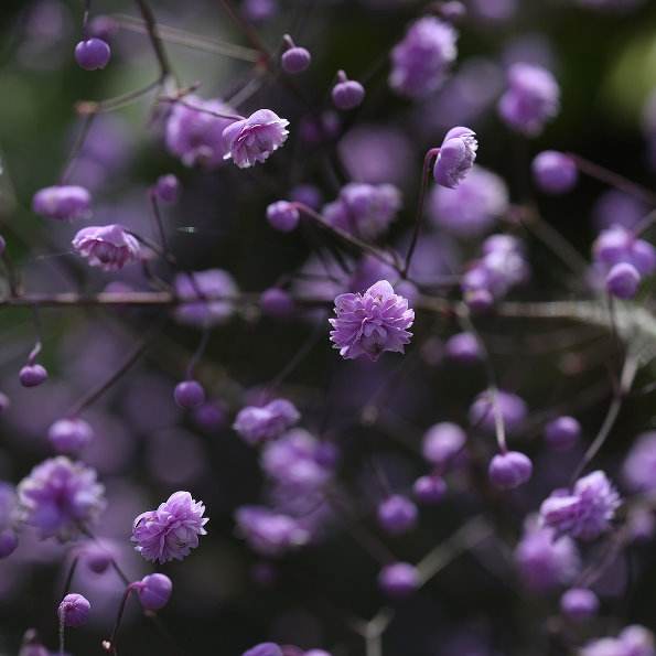 重瓣偏翅唐松草（Thalictrum delavayi‘Hewitt’s Double’），也叫南尾马莲，在国外被称之为“兰色满天星”，是毛茛科唐松草属植物。其花兰紫色，酷似满天星。其叶宛如铁线蕨；其根部含小檗碱约2.96％，可代黄莲用。它是集观赏、切花、药用于一体的植物，在欧洲人们视它为园林珍品。