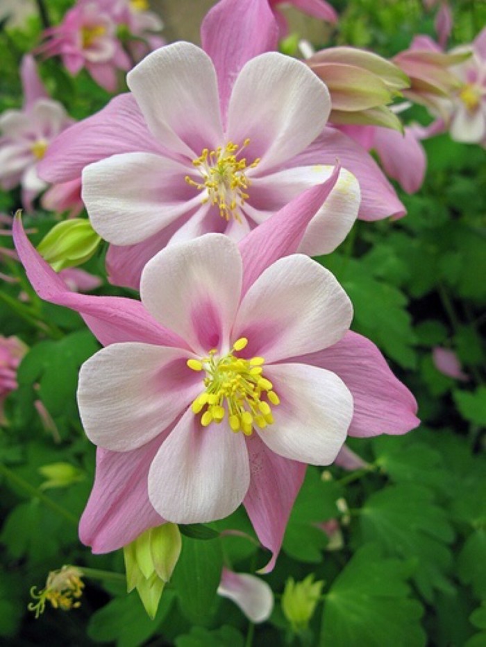 耧斗菜，拉丁学名：（Aquilegia viridiflora Pall.），为毛茛科、耧斗菜属下的一个种。原产于欧洲和北美。为多年生草本植物，根肥大，圆柱形，粗达1.5厘米，简单或有少数分枝，外皮黑褐色。根出叶，叶表面有光泽，背面有茸毛，在6、7月间开花，通常深蓝紫色或白色，花药黄色，供药用。