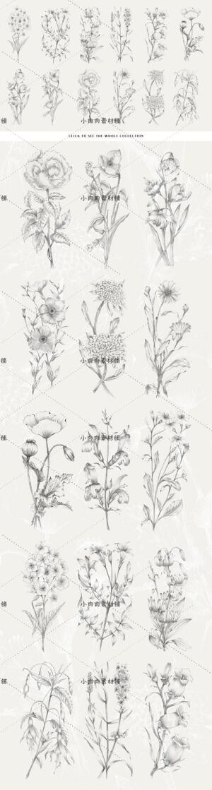 黑白手绘线稿图复古植物树叶种子包装印刷PNG设计素材g225
