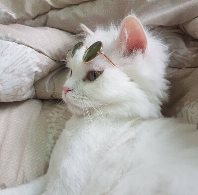 Daisy妤故の猫 小奶猫 可爱 猫星人