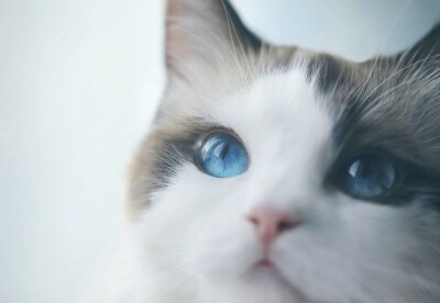 萌萌哒的蓝宝石