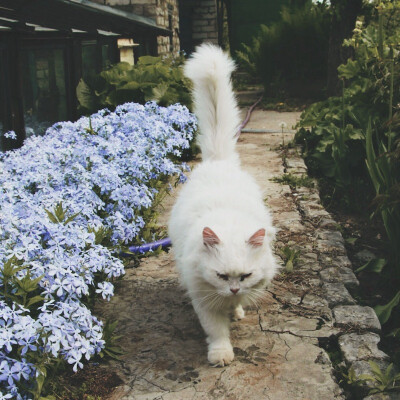 花丛中的猫 白猫 意境 头像