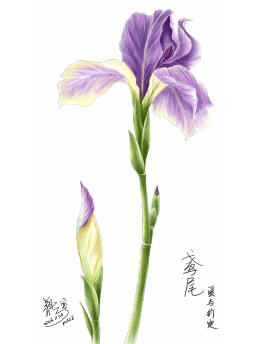 鸢尾