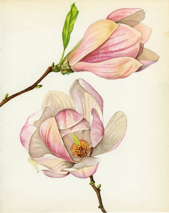 magnolia botanical print - Google Search: 