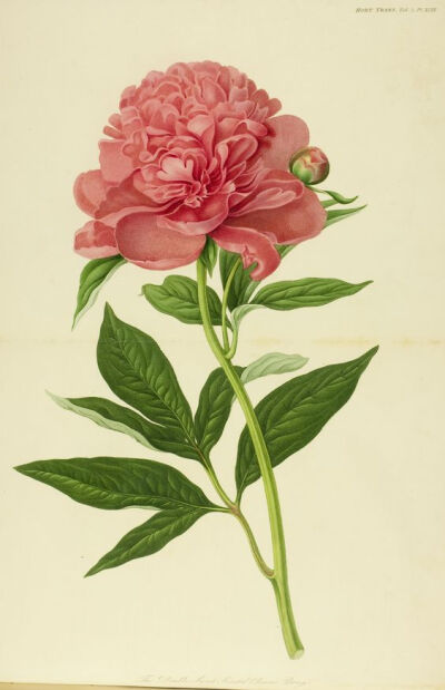 The Double Sweet Scented Chinese Peony | Cary Graphic Arts Collection: 