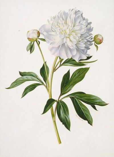 Peony, (1960) by Paul Jones: 