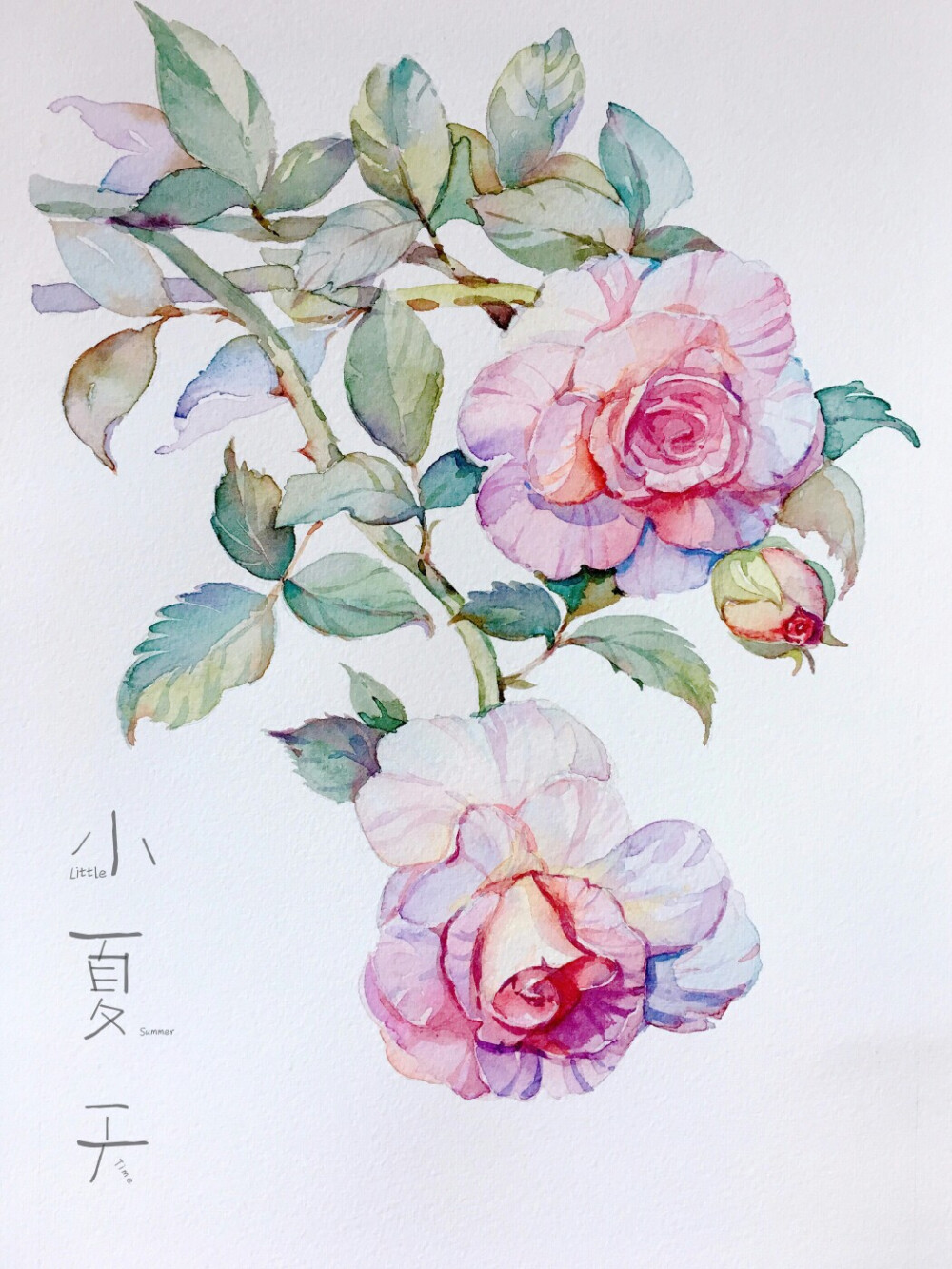 水彩花卉 小月季－P.PNG