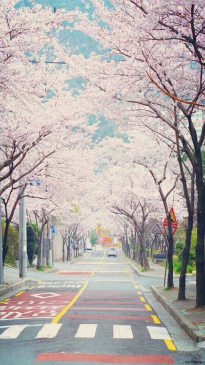 二次元 樱花 街景