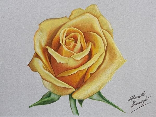 彩铅手绘黄玫瑰