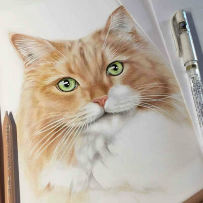 彩铅手绘猫咪