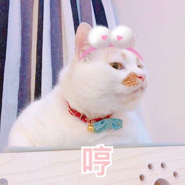 猫咪网抑云表情包图片