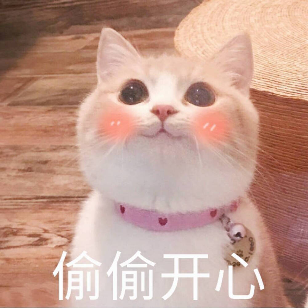 喵呜 来源 微博 猫咪表情包