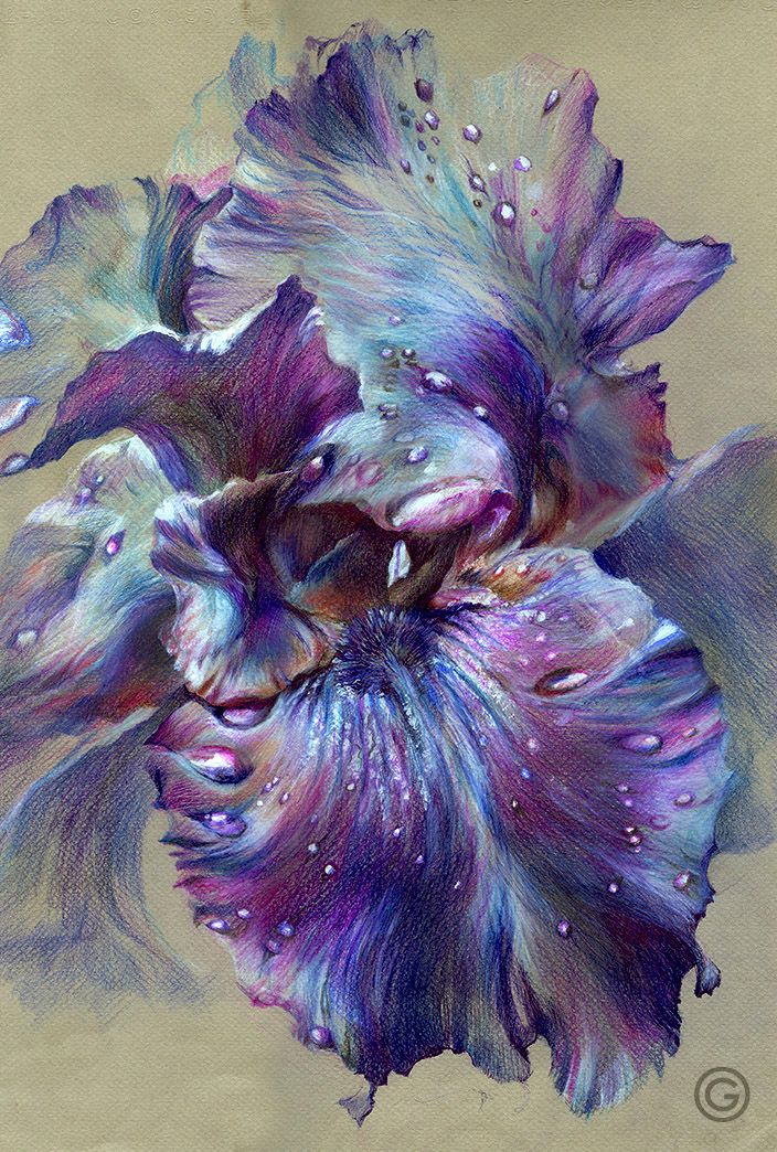 " Iris " (color pencil, 32Х48, 2014)