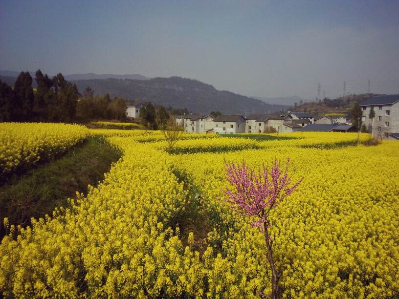 油菜花