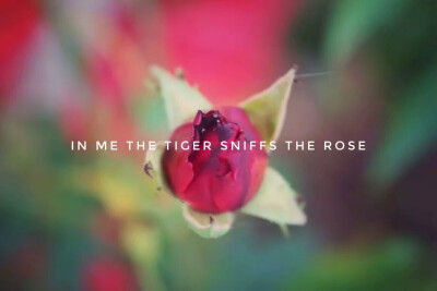 『玫瑰』
In me the tiger,sniffs the rose.