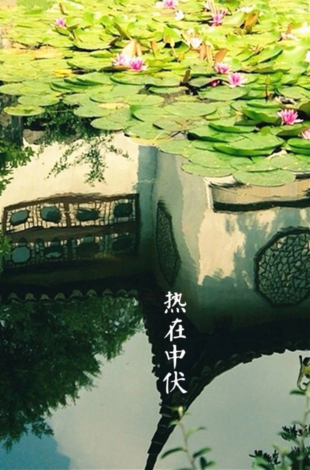 【中国节气：大暑】热在中伏，竹荫遮窗。暴雨时行，荷塘夜色，萤火亮晚。蒲扇邀凉，凉食败火。掩扉思倦，卧席听蝉。
《月令七十二候集解》中说：暑，热也，就热之中分为大小，月初为小，月中为大，今则热气犹大也。其气候特征是，斗指丙为大暑，斯时天气甚烈于小暑，故名曰大暑。 ​​​