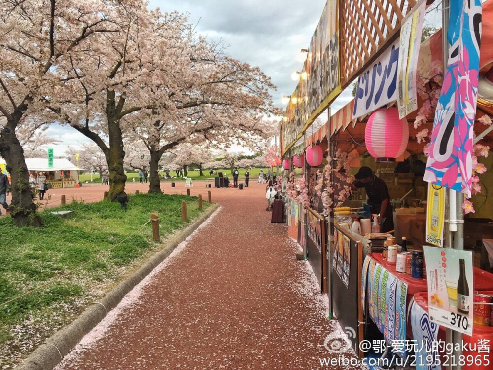 樱花（来自微博）