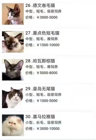 码住 我想我一定会有猫的！