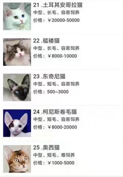 码住 我想我一定会有猫的！