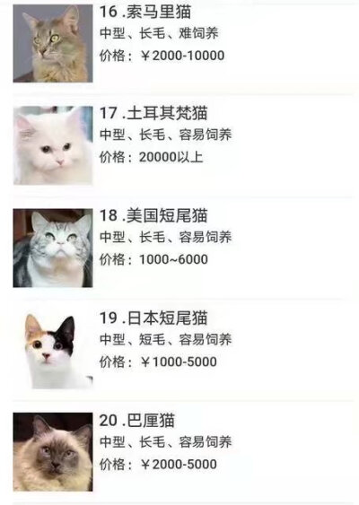 码住 我想我一定会有猫的！