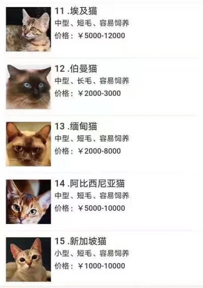 码住 我想我一定会有猫的！