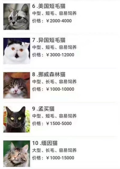 码住 我想我一定会有猫的！