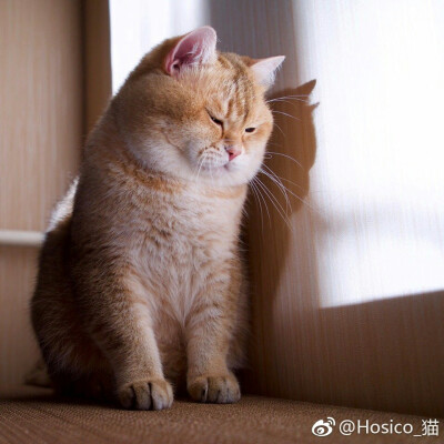 Hosico_猫