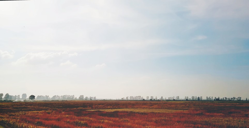 田野