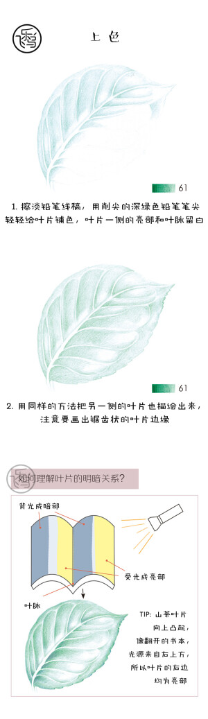 山茶4