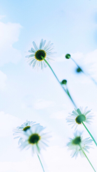 夏日壁纸，花朵雏菊