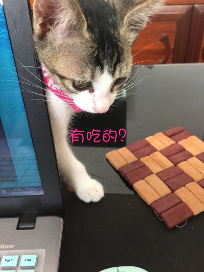 贪吃猫