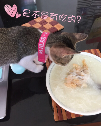 贪吃猫