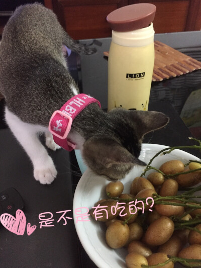 贪吃猫