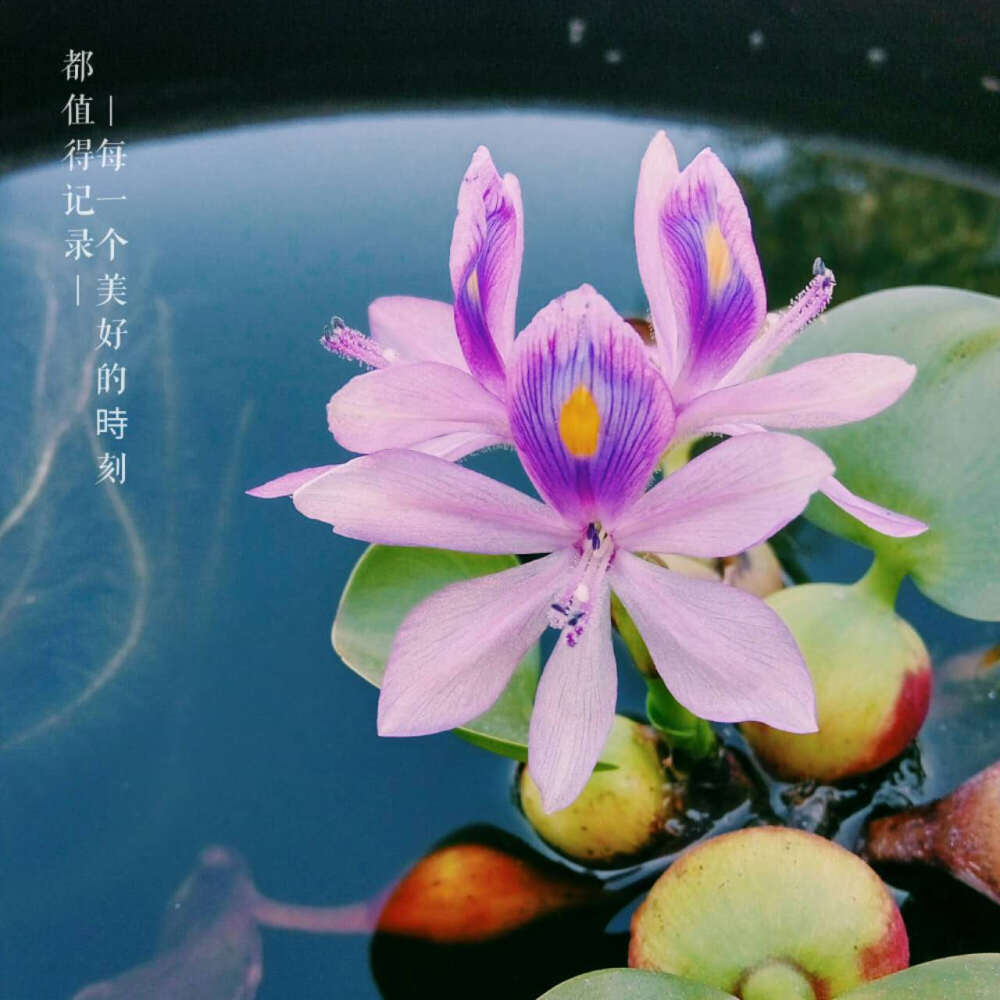 2017.7.20左右 开花的水葫芦……还是第一次见到……漂亮