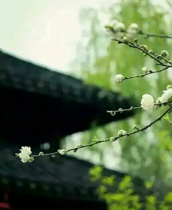 古风背景意境 静心养气 禅学