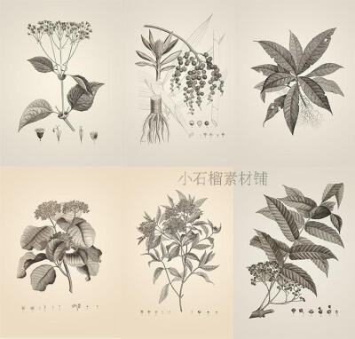 手绘黑白素描植物图谱临摹装饰画图集高清图片素材临摹素材13