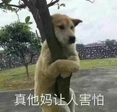 狗