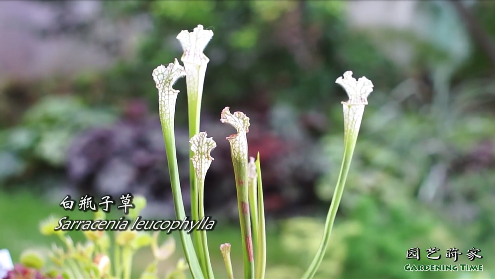 白瓶子草
瓶子草属（学名：Sarracenia）是食虫植物，共有9种和众多的亚种、变种及人工培育的品种。都是草本植物，瓶子草的叶子非常奇特而有趣，有的呈管状，有的呈喇叭状，还有的呈壶状，人们就以“瓶”为名，统称它们为瓶子草。捕虫的“瓶子”在草丛中或斜卧，或直立，这些瓶状叶便是捕捉昆虫的“诱捕器”。瓶子草的相貌十分美丽，瓶状叶如莲座围成一圈，春季从中伸出一支长长的花葶，一朵向下低垂如小碗似的红色花朵，开在花葶顶端。均产于北美，如美国东海岸、德州、五大湖区，以及加拿大南方和格鲁吉亚。