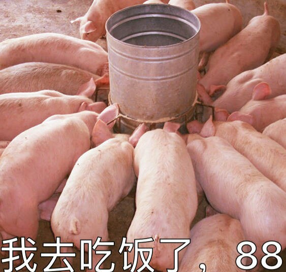 猪表情包