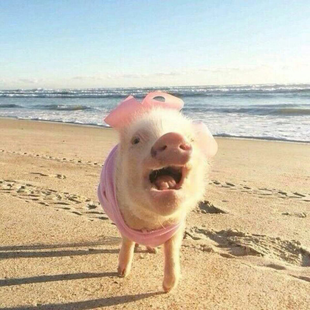 猪的照片搞笑 逗比图片