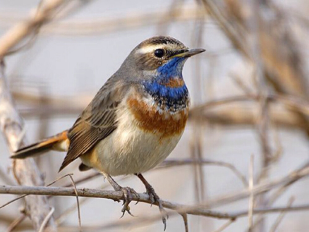 常见于苔原带,森林,沼泽及荒漠边缘的各类灌丛.